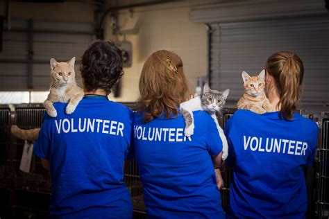 Animal shelter volunteer under 18. Things To Know About Animal shelter volunteer under 18. 